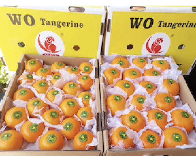 ส้มไต้หวันตรานกแก้ว